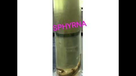 Pisces - Zoology Practical B.Sc 2nd Year