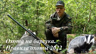 Охота на барсука Правила охоты 2022