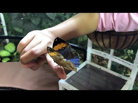 فيديو: حدائق الفراشات - تعرف على كيفية جذب الفراشات إلى حديقتك