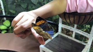 أكثر من 15 ألف فراشة تعيش بحديقة الفراشات في دبي