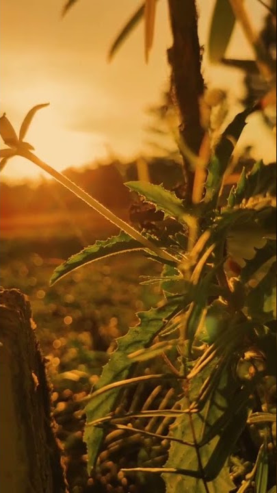 VIDEO CINEMATIC ALAM 30 DETIK TERBARU 2022 #shorts