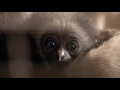 Des nouvelles du petit Gibbon