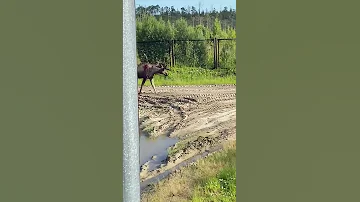 Медведь напал на лося ( 3 видео)