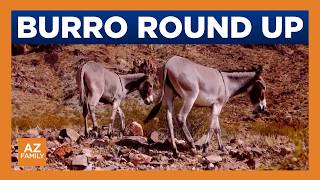 Critics raise concerns over removal over burros at Lake Pleasant
