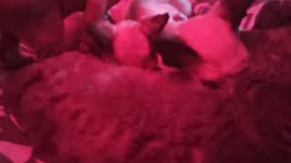 Pobudka z kociakami #kropelkadevonrex kropelkadevonrex 😻 #devonrex 🐱 #kot 🐾 by KROPELKA Devon Rex 6 views 12 days ago 48 seconds