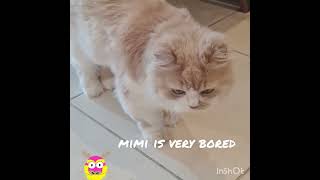 Mimi getting bored