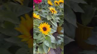4K Relaxing Summer Flowers &amp; Nature Sounds | Deep Sleep &amp; Study Music
