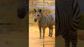 Zebra Near Throat shot hunting in Namibia #hunter #sniper screenshot 3