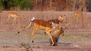 Unlucky! Leopards Are Seriously Injured By Impala Attack And Miserable Hunting Life | Wildlife life