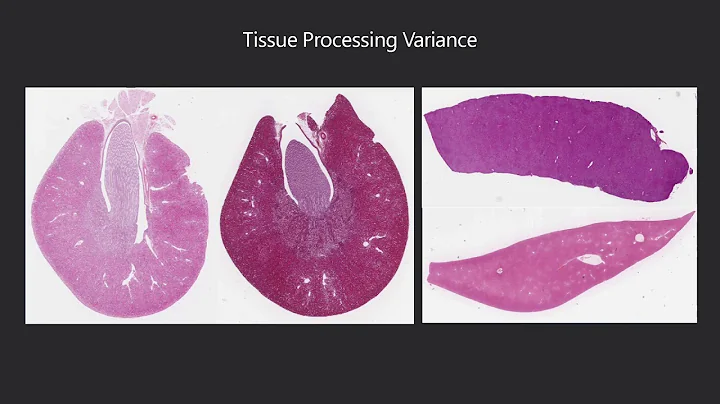 Donal O'Shea, Deciphex, Ireland