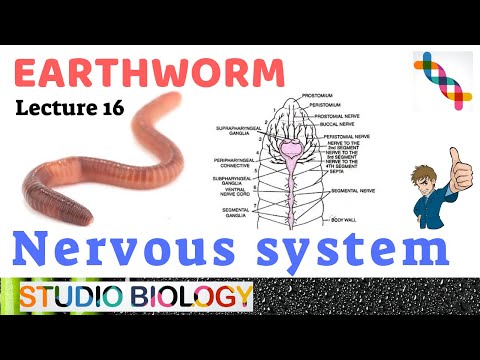 Nervous System of Earthworm