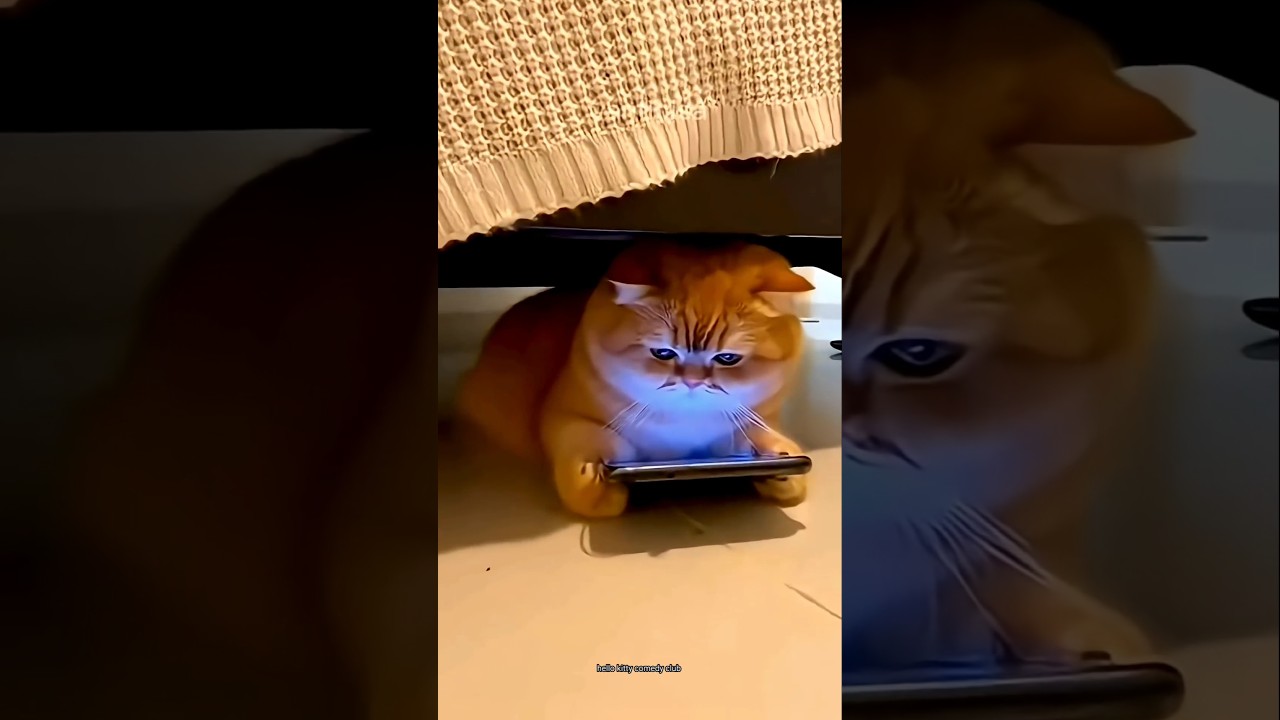 На моем телефоне было написано «Кот» 🤣 