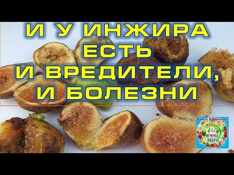 Видео: Гоймоныг хэрхэн яаж хоол хийх вэ: 15 алхам (зурагтай)