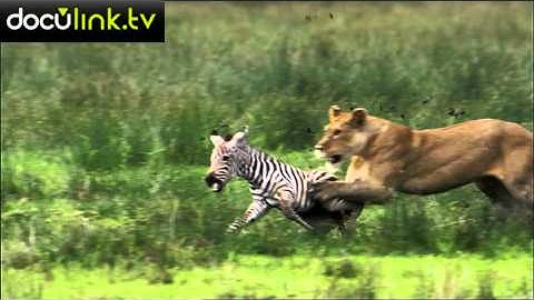 Aanval leeuw op jonge zebra