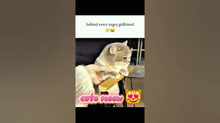 cute hilarious cats 🐈 😻 #cat #funnyshorts #pets #viralvideo #funny #cute #animals #kitten #love