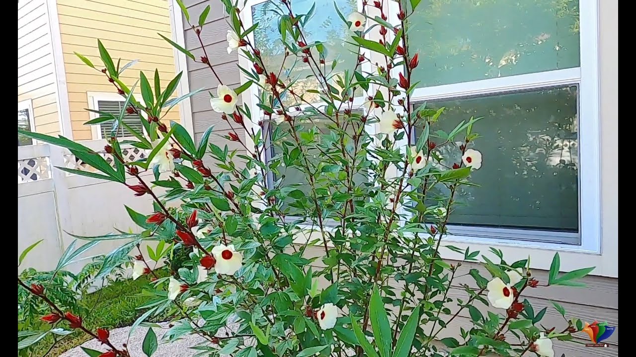 Gongura Seed to Seed | Gongura -  Planting, Harvesting & Collecting Seeds