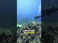 Deep Sea Fish Was Conscious During Dissection