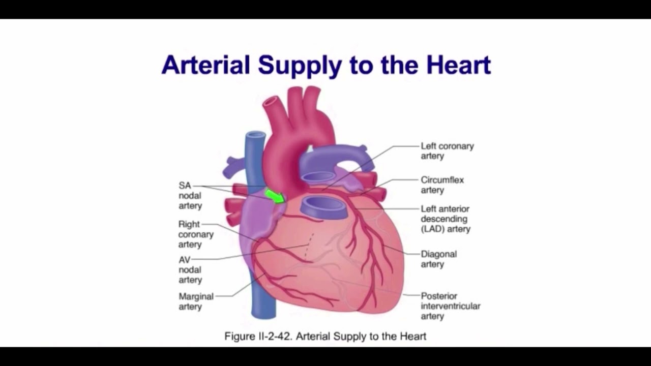 Anatomy of heart easy explanation 👍☝️layers of pericardium,heart Anatomy explained👌 #trending #viral
