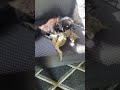 Adorable Kittens Play Fight