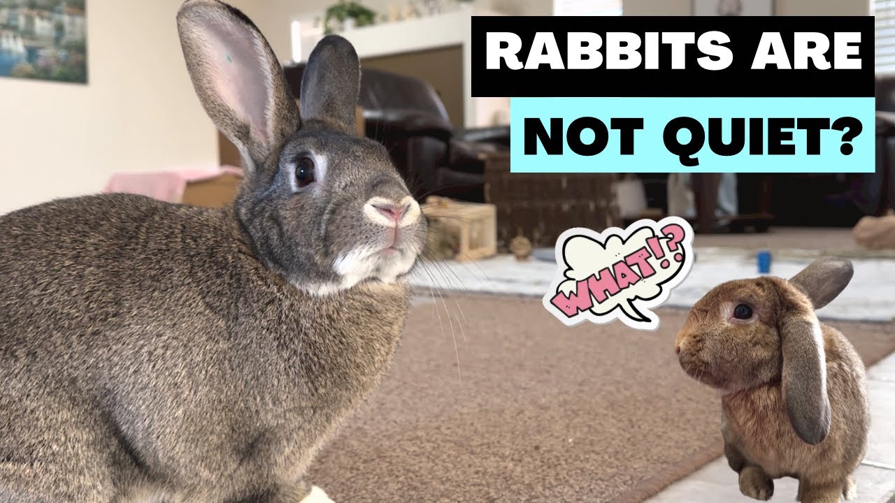 Rabbits are Not Quiet? When Bunnies Get Loud YouTube