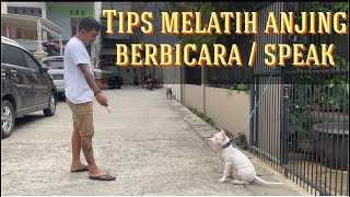 MELATIH ANJING BERBICARA ATAU SPEAK