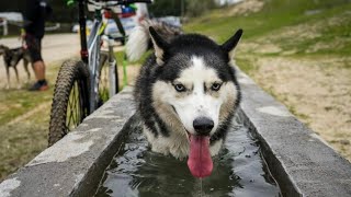 Promo Copa de España de Mushing Madrid Villamanta 2022