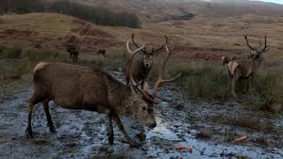 : Winter Deer Feeding - Highlands