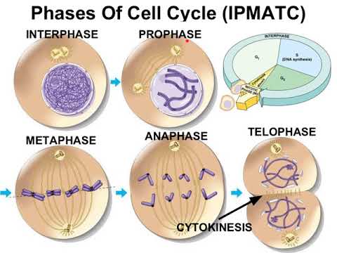 Video 10.1 - Mitosis Phases:  Nuclear Envelope