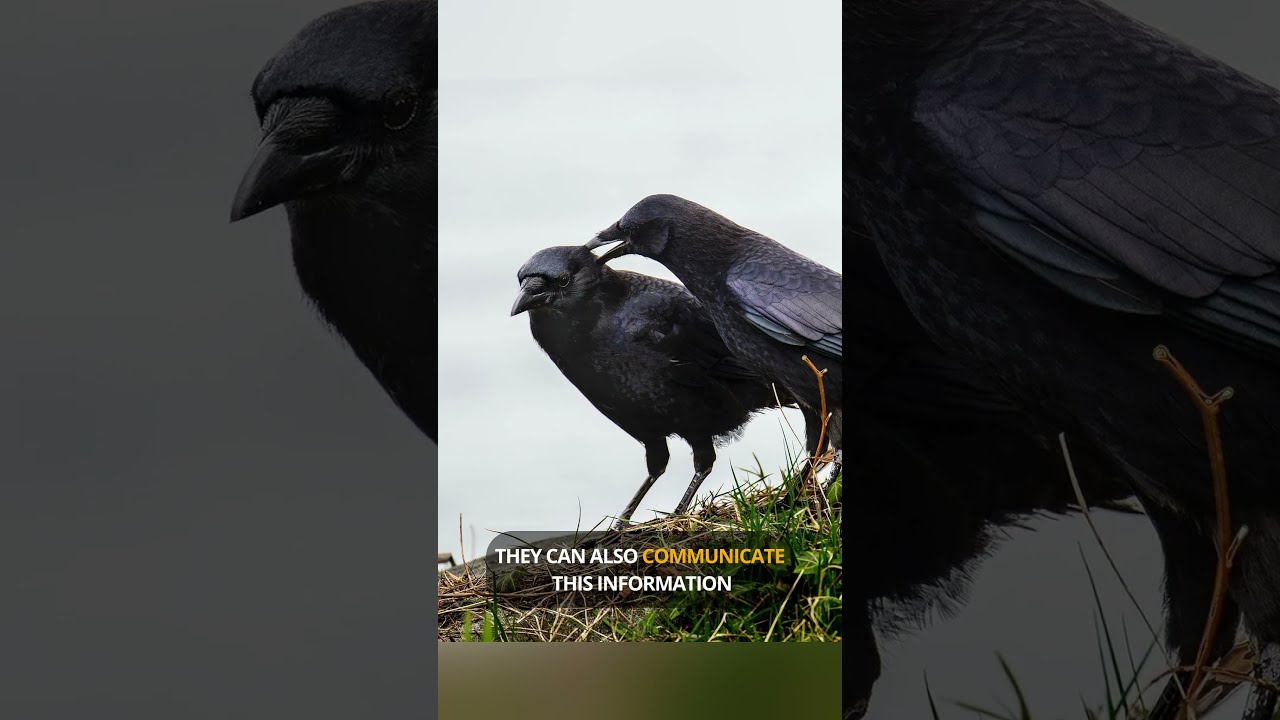 How CROWS Remember Your FACE And Hold A GRUDGE Shorts Crows