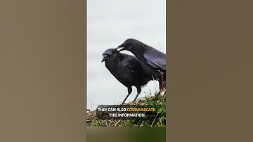 How CROWS Remember Your FACE and Hold a GRUDGE #shorts #crows