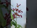 Floración de mis orquídeas