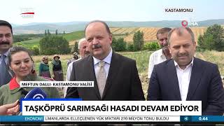 Kastamonuda Taşköprü Sarımsağının Hasadı Başladı