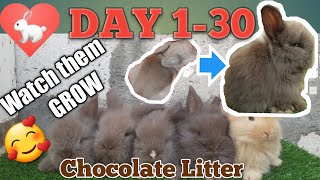 CUTE CHOCOLATE RABBIT DAY 130 | BABY RABBIT GROWTH | NESTING | GIVING BIRTH | かわいいウサギ