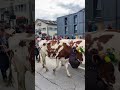 AUTHENTIC SWISS COW PARADE | Désalpe in Charmey, Switzerland 2023