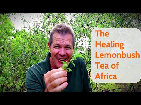 The Healing Lemonbush Tea of Africa