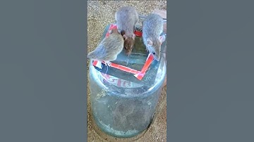 Smart Creative Idea / Use Bottle Glass To Make Mouse Trap | DIY Part 02