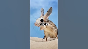 Baluchistan pygmy jerboa! | #animals #love #happy #critter #science #mrbeast #shorts