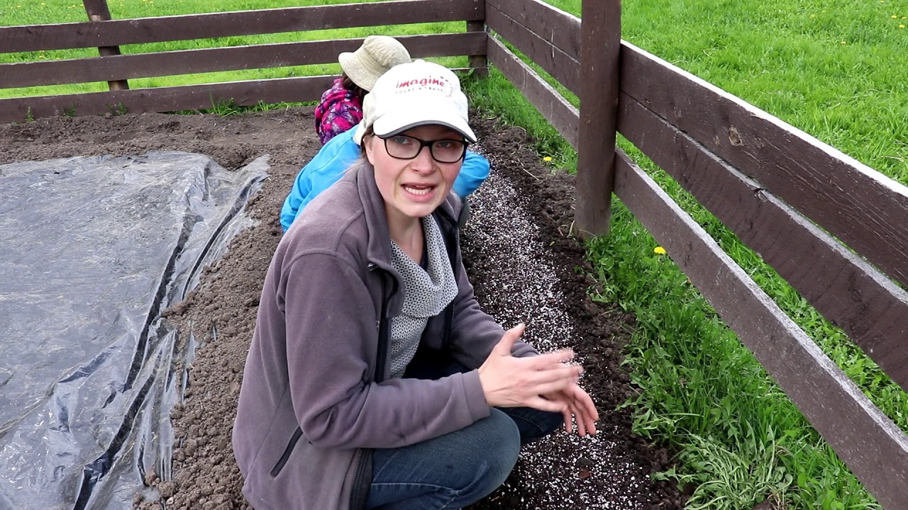 How to Garden Series 12b Planting Corn and Peas in the Garden YouTube