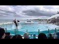 Killer Whale Show | Kamogawa Sea World | Killer Whale Show in Japan | Ocean World | Chiba