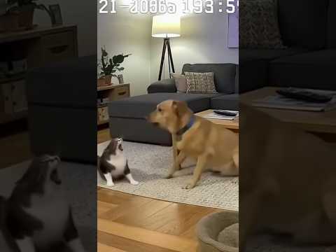 Very clever cat #shorts #funny #pets