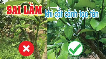 Sai lầm khi CẮT CÀNH TẠO TÁN. Tại sao cây lại không bung CÀNH NHỆN? | Bưởi Da Xanh