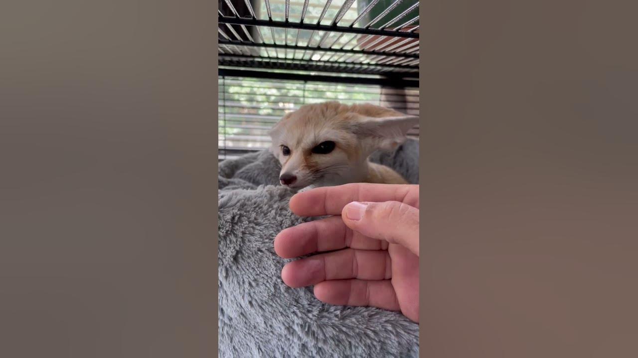 Fox warning squeak. goodmorning squeak exoticpets cutepet 