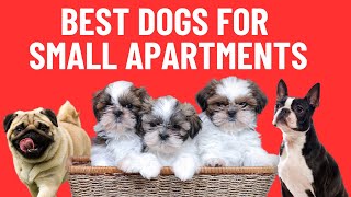Best Dogs for Small Apartments by Paws&Claws 393 views 1 year ago 5 minutes, 30 seconds