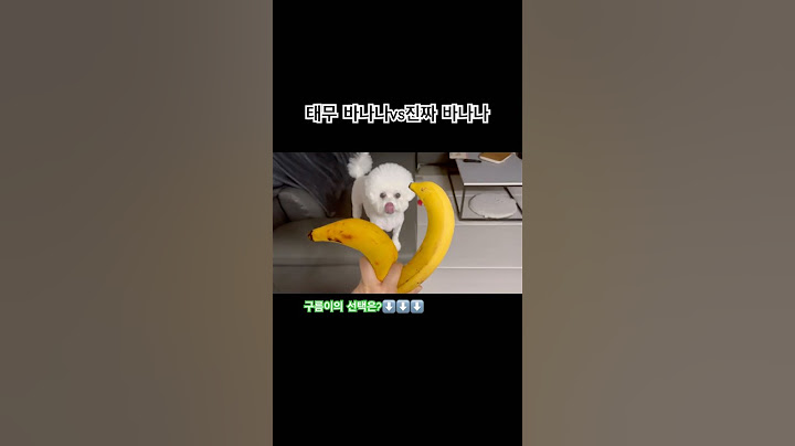 바나나에 환장하는 강아지 #강아지 #강아지브이로그 #강아지장난감 #리뷰 #temu #cutedog