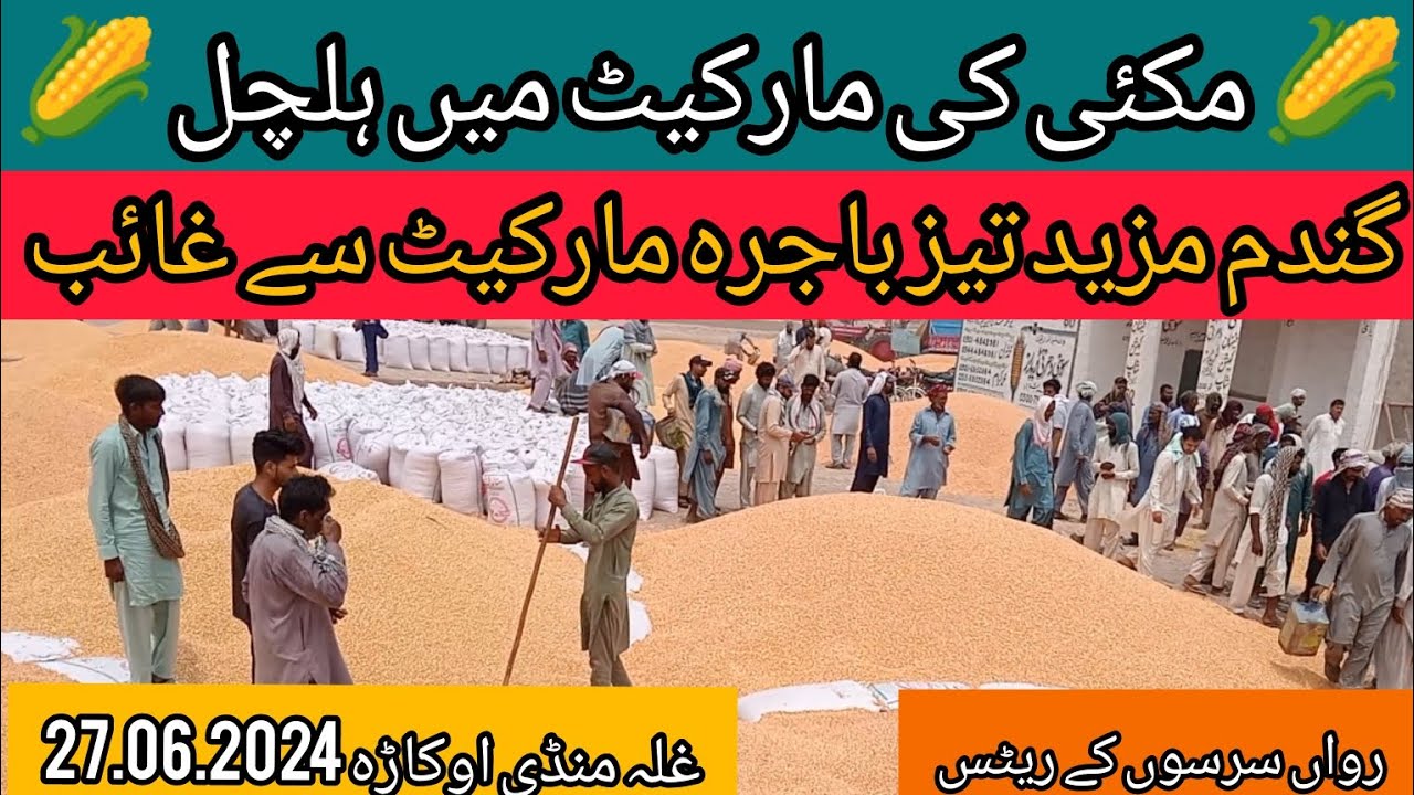 Galla Mandi Okara New Maize Rate New Wheat Rate Sarson Bajrah Rowan galla-mandi-okara-new-maize-rate-new-wheat-rate-sarson-bajrah-rowan