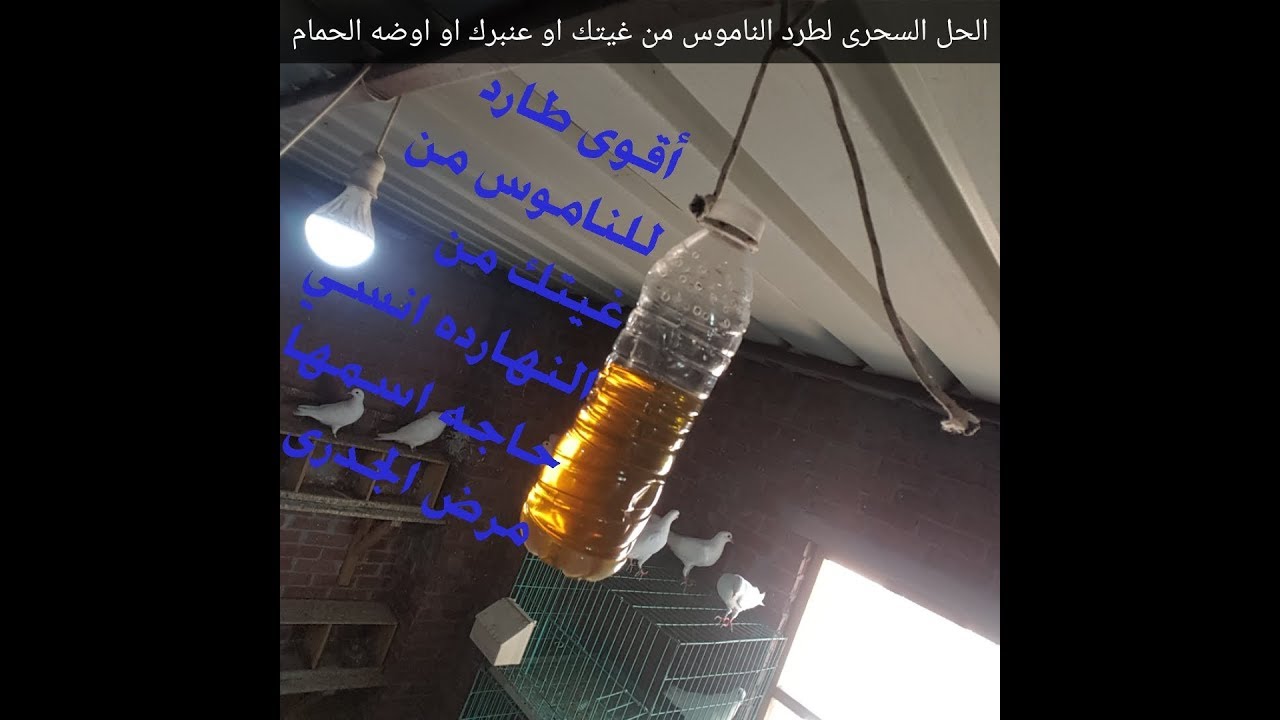 اقوى طارد للناموس والذباب من غيه الحمام من النهارده انسي الجدرى