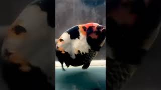 Fish So Fat Her Belly Jiggles When Moving