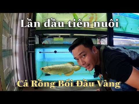 Video Mình mua Cá Rồng Bối Đầu Vàng về nuôi và một số Cá La... - youtube