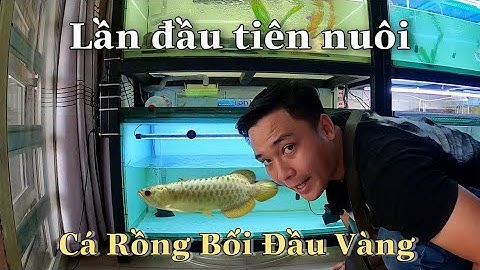 Mình mua Cá Rồng Bối Đầu Vàng ( Golden Arowana Fish ) về nuôi và một số Cá La Hán mới Tuấn Anh Vlogs