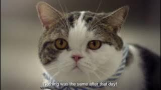 video binatang lucu   Iklan lucu kucing yang takut mandi